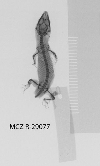 Media type: image;   Herpetology R-29077